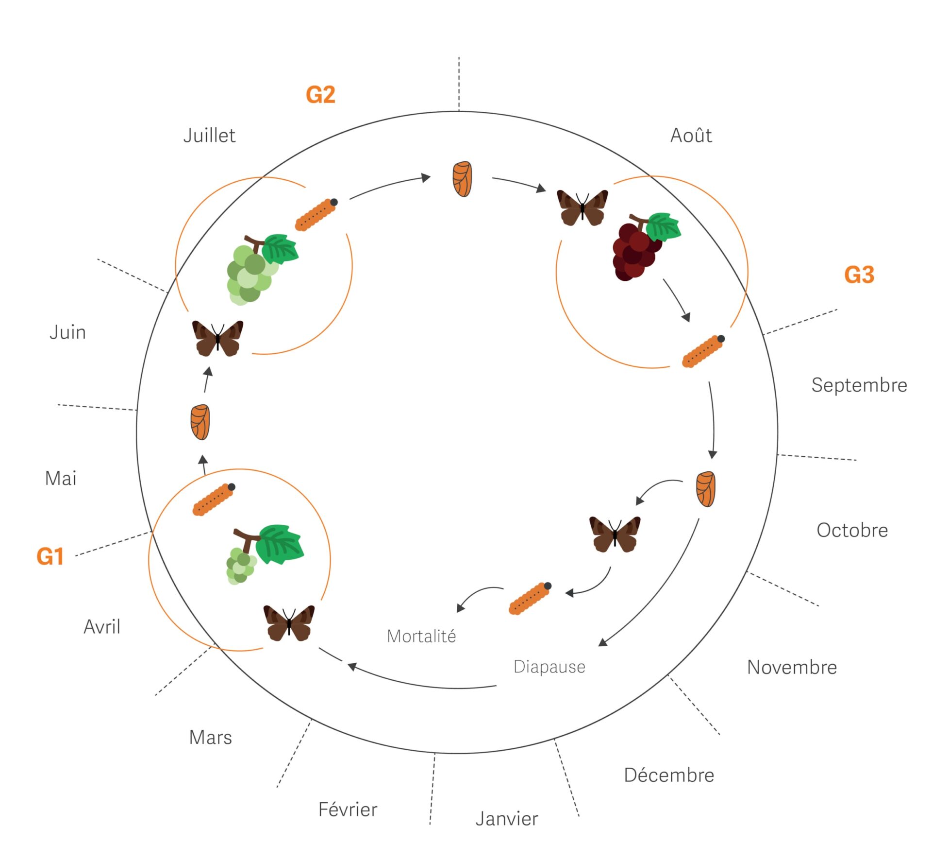 Cycle annuel de Lobesia botrana, (Eudémis de la vigne). Source Image: FMC
